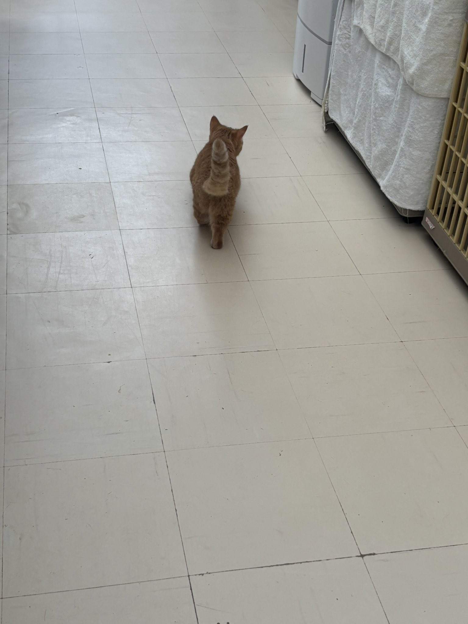 【最終値下げ！入手困難！早い者勝ち！】輪葉葉　招き猫　黄色大猫 猫カフェちぐら on X: 