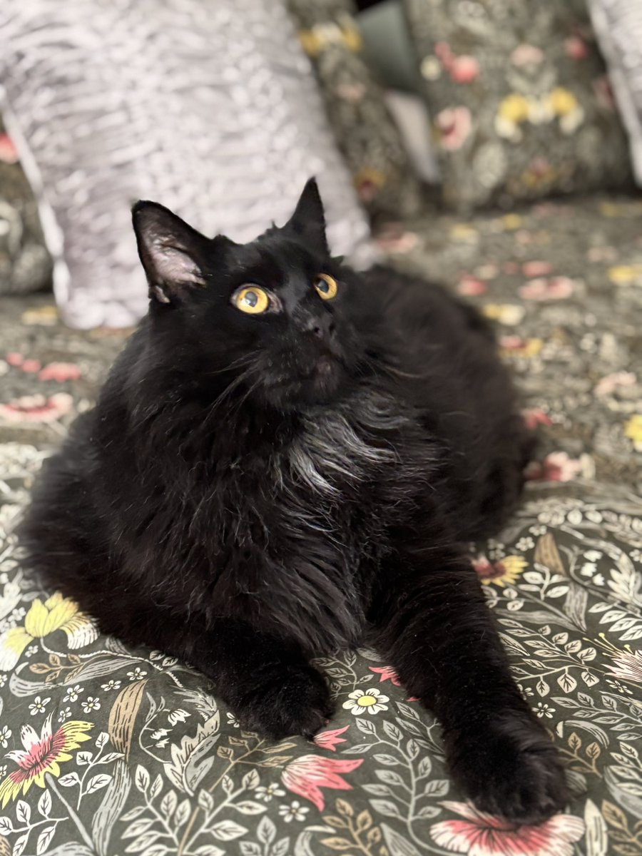 Happy International Cat Day from Casper and Sigmund! #CatsOnTwitter #CatsNoirFriday #catstagram #spottedcats #blackcats