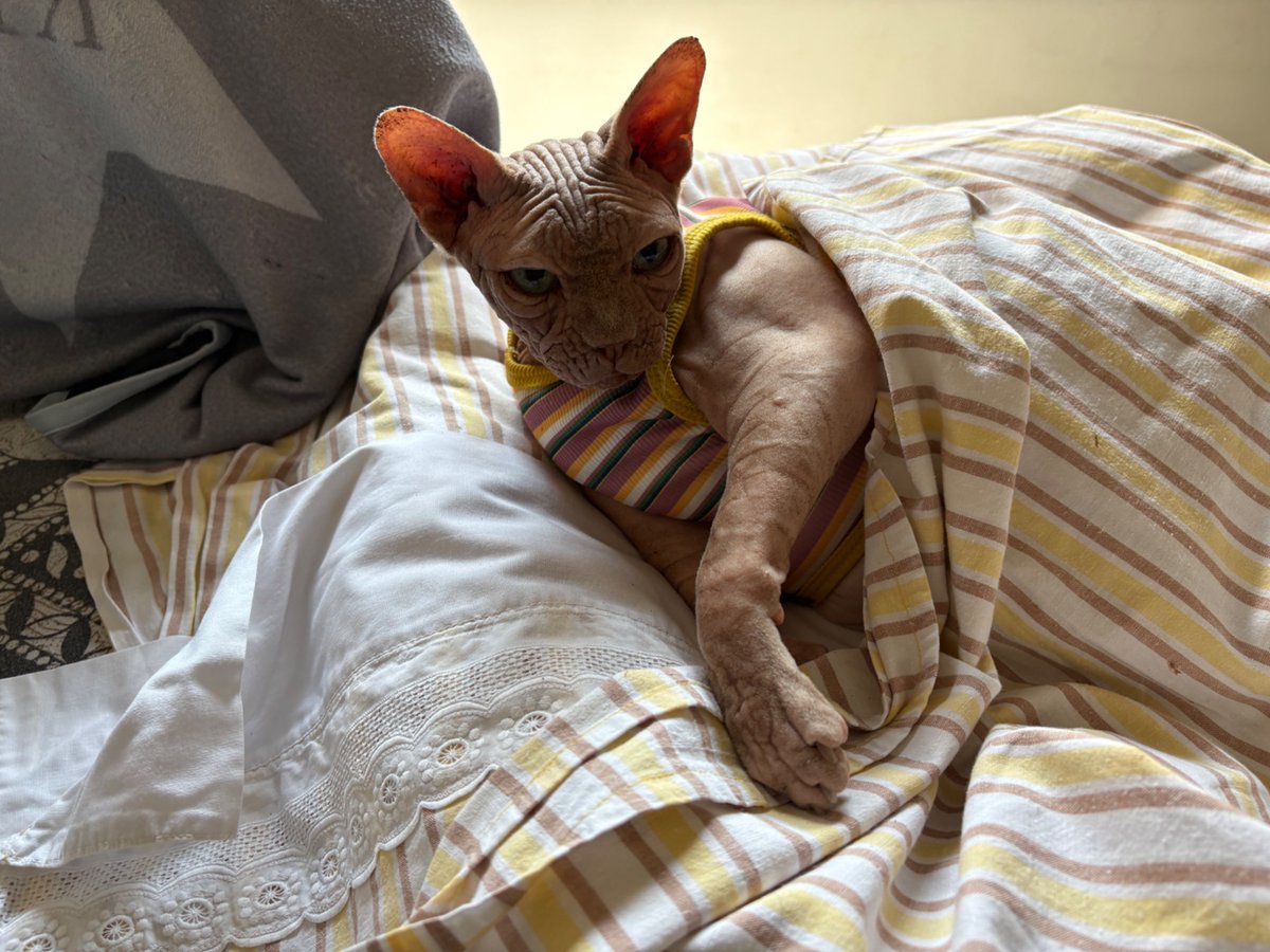 🐈