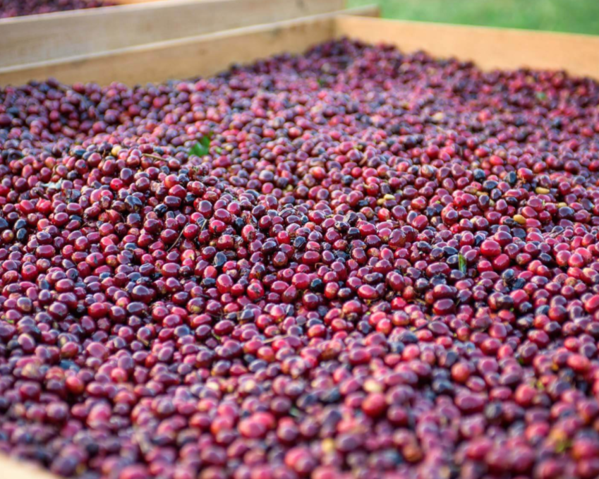 visionagro's tweet photo. #8Agos #Internacionales Panamá rompe récord mundial en subasta de café / Además, 30 de los 50 lotes subastados superaron los $1,000 dólares por kilo, un resultado sin precedentes que posiciona indiscutiblemente a Panamá...

https://t.co/Rq4jXWDAvh https://t.co/cnpVH83BUS
