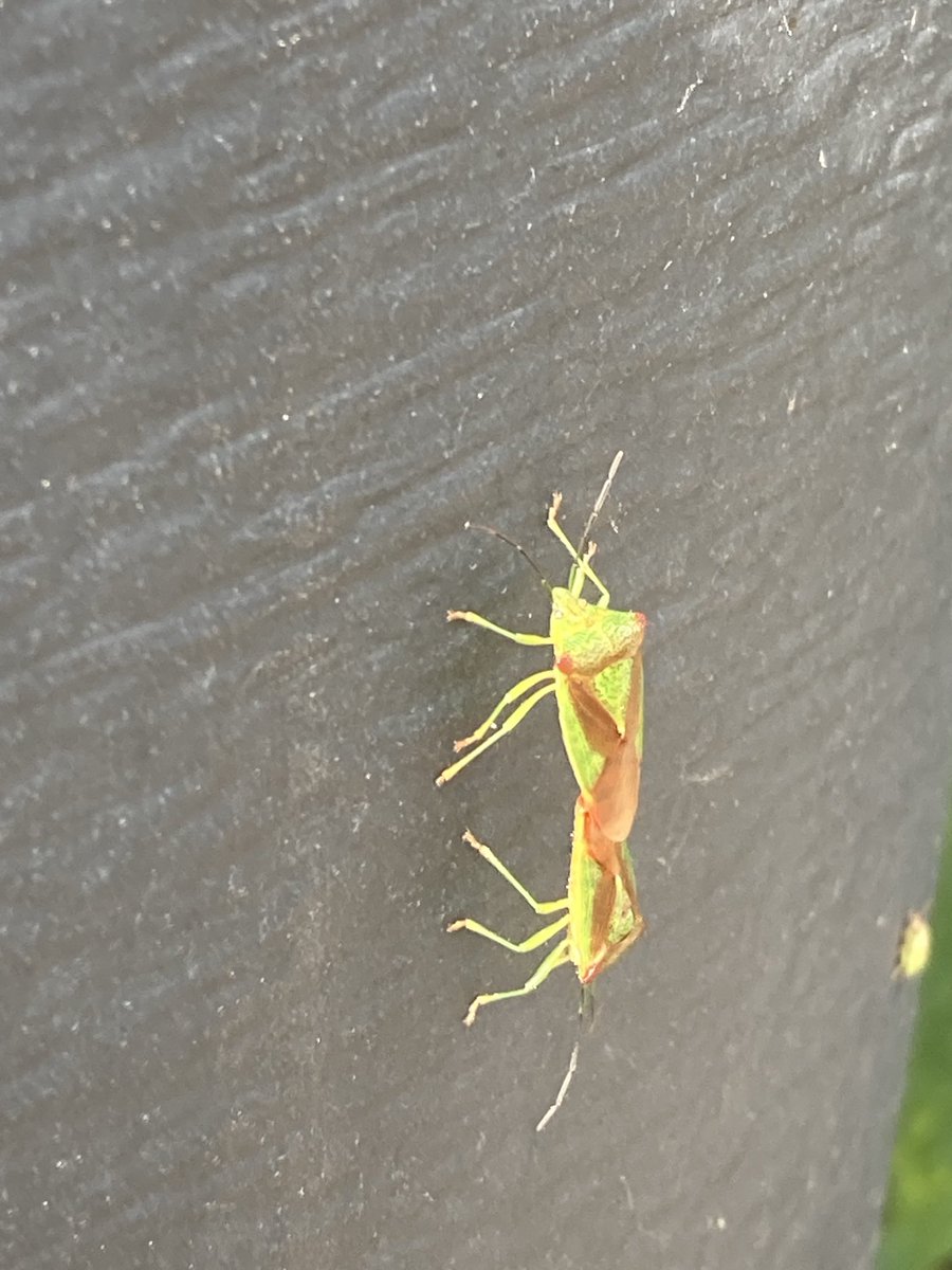 Harry Wollerich tweet media