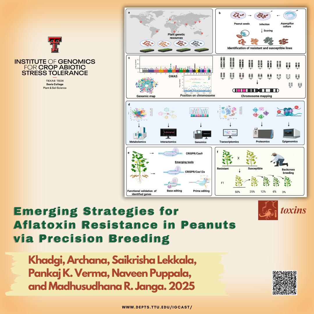 Discover how cutting-edge gene editing is paving the way for aflatoxin-free peanuts and why young scientists could be part of the solution. #FutureOfFoodSafety #TTU #igcats #Peanuts 🥜🥜🥜