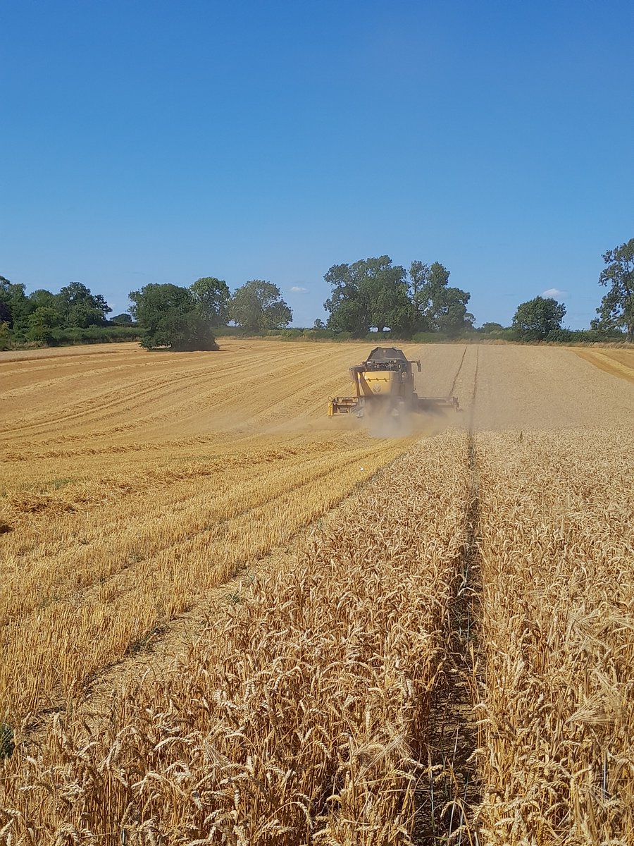 Louis Phipps (@louis_phipps) on Twitter photo Harvesting low input spring wheat today, hopefully for milling. The highlight of #harvest25 so far is the first brood of grey partridge since we moved here in 2012, & apparently since long before that. Rewarding as they are a target species for conservation <a href="/FarmWildlifeUK/">Farm Wildlife</a> Harvesting low input spring wheat today, hopefully for milling. The highlight of #harvest25 so far is the first brood of grey partridge since we moved here in 2012, & apparently since long before that. Rewarding as they are a target species for conservation <a href="/FarmWildlifeUK/">Farm Wildlife</a>