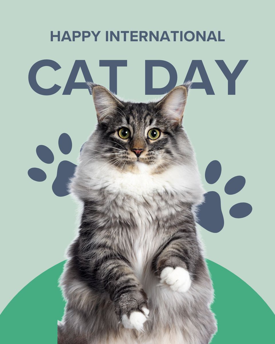 Today we honor the tiny tigers who knock things off tables, judge us from the windowsill, and somehow run the whole house. 👑🐈

Happy #InternationalCatDay to our adorable little overlords.

😹 #CatsRule #DrMartyPets #SpoiledCatsClub #FelineBoss #MeowMood #Catitude #CatLife