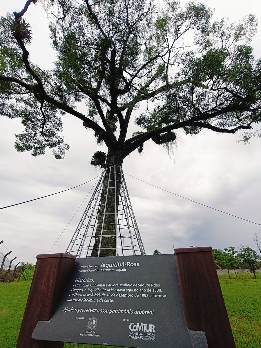 Proarbol_Col's tweet image. El Jequitibá Rosa es un árbol truly emblemático en São José dos Campos, Brasil 🇧🇷. Con una edad impresionante de más de 500 años, es considerado uno de los árboles más antiguos del país. 

Este árbol es protegido por leyes municipales y ambientales.