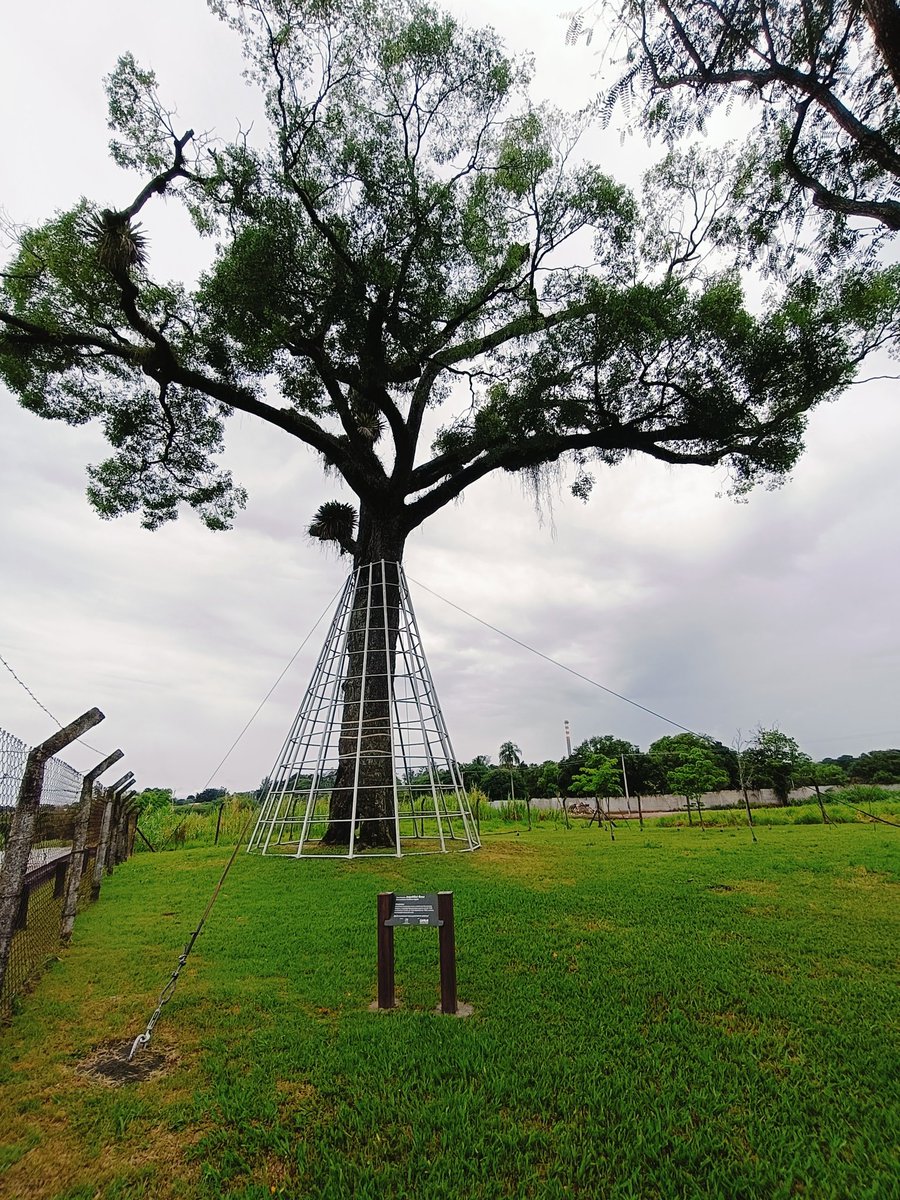 Proarbol_Col's tweet image. El Jequitibá Rosa es un árbol truly emblemático en São José dos Campos, Brasil 🇧🇷. Con una edad impresionante de más de 500 años, es considerado uno de los árboles más antiguos del país. 

Este árbol es protegido por leyes municipales y ambientales.