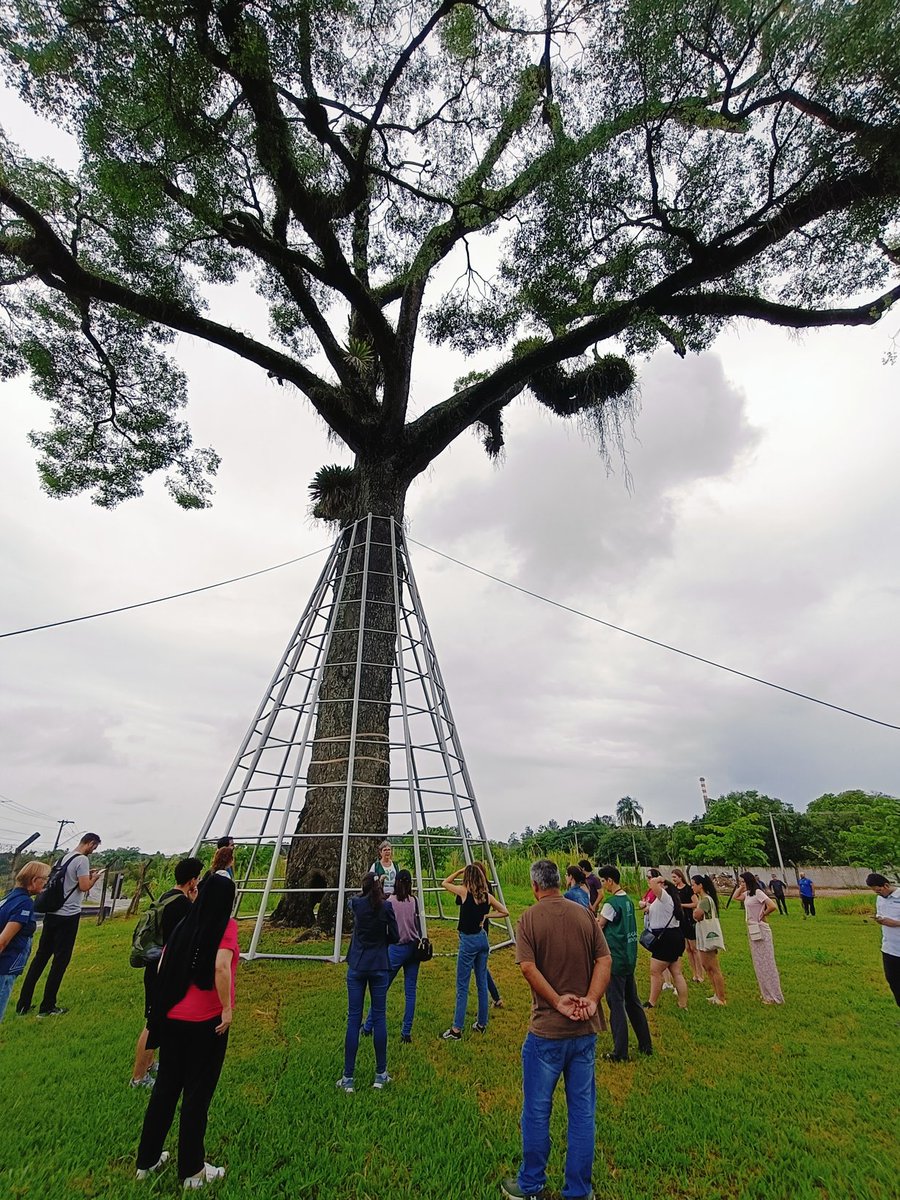 Proarbol_Col's tweet image. El Jequitibá Rosa es un árbol truly emblemático en São José dos Campos, Brasil 🇧🇷. Con una edad impresionante de más de 500 años, es considerado uno de los árboles más antiguos del país. 

Este árbol es protegido por leyes municipales y ambientales.