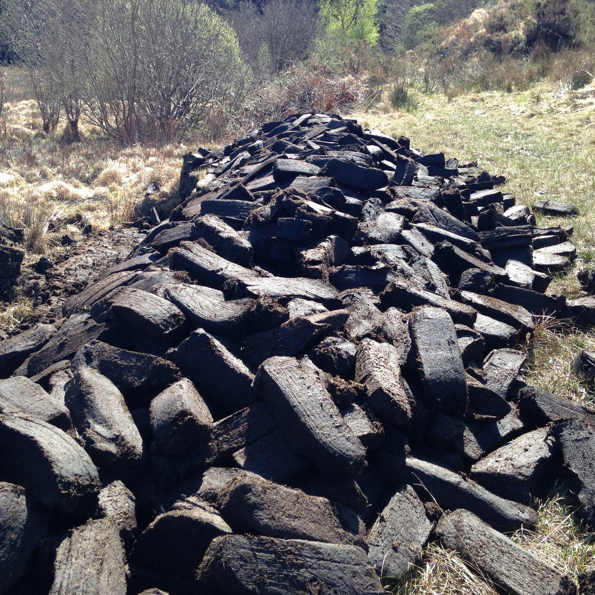 Who is Alice tweet media