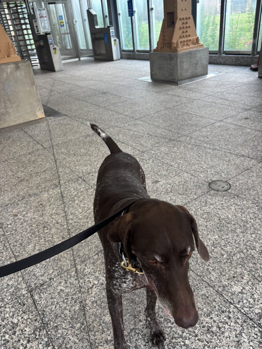 Canine Officers patrolling the CTA. <a href="/Chicago_Police/">Chicago Police</a> <a href="/CPD_BCT/">CPDCounterterrorism</a>