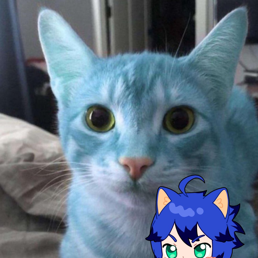 Si tuviéramos una moneda por cada integrante mitad gato azul con ojos claros tendríamos dos , no es mucho pero ya paso dos veces.

¡FELIZ DIA DEL GATO! 🐈presuman sus michis aquí 💙