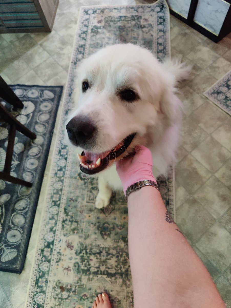 One of my floofs died unexpectedly today. Today is one day I'll be so grateful for when the Lord wipes away all pain and all tears. Rest in peace, Henry. You were one dumb dog but such a sweet treasure.