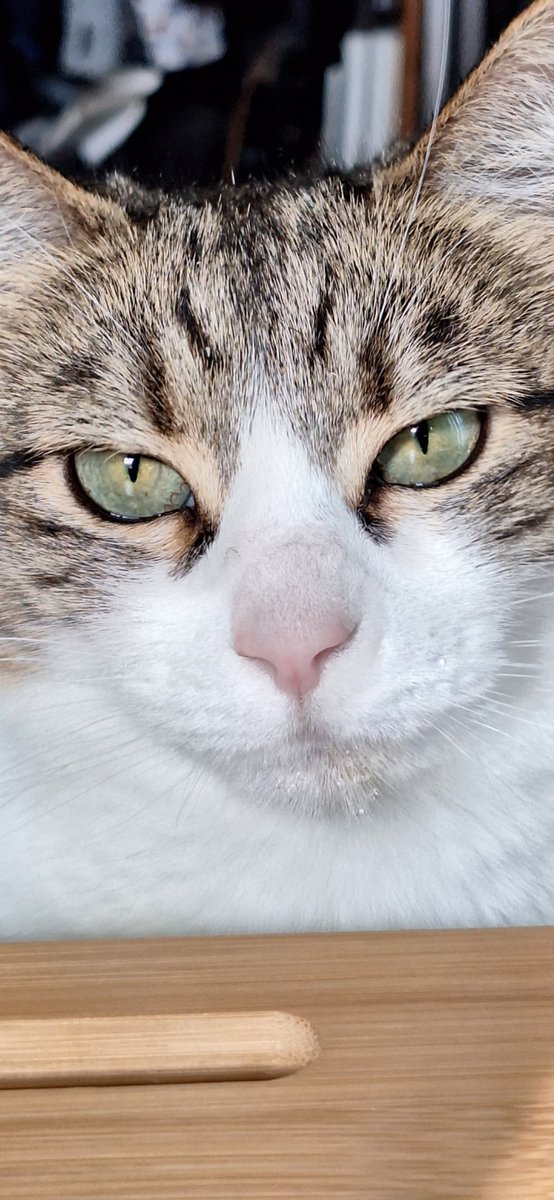 sh3lly's tweet photo. my contribution to #InternationalCatsDay
my sweet, loving, judgemental little snatch named eleven. https://t.co/x2I1aOLuWZ