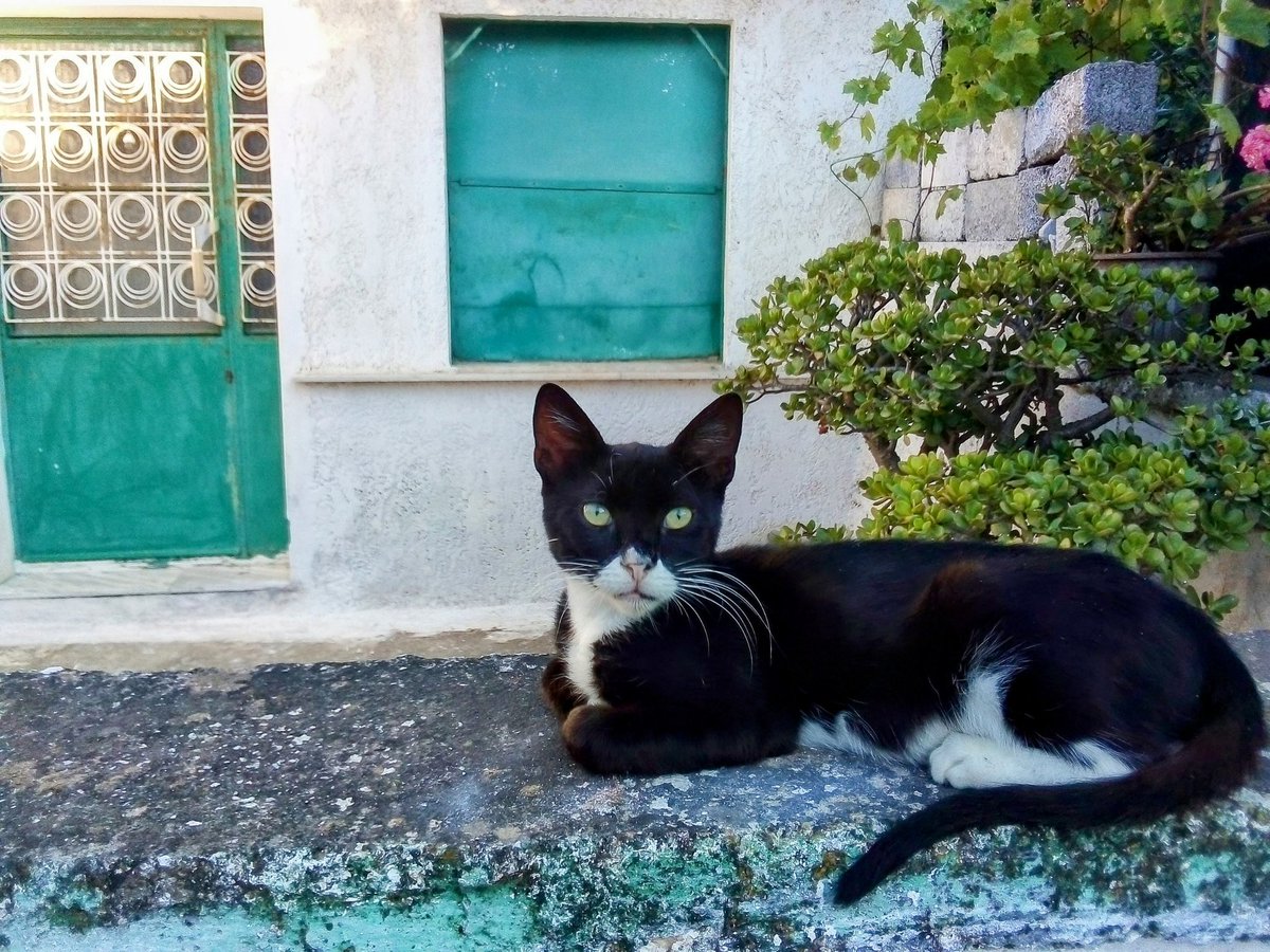 GKON77's tweet image. #WorldCatDay 
#samos