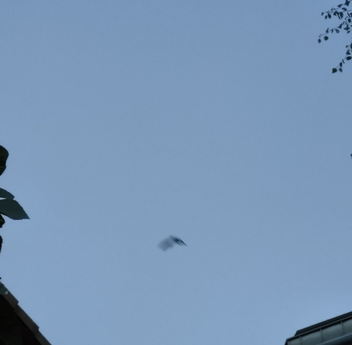 Über mir flattern drei kleine Fledermäuse. Leider viel zu schnell zum Fotografieren