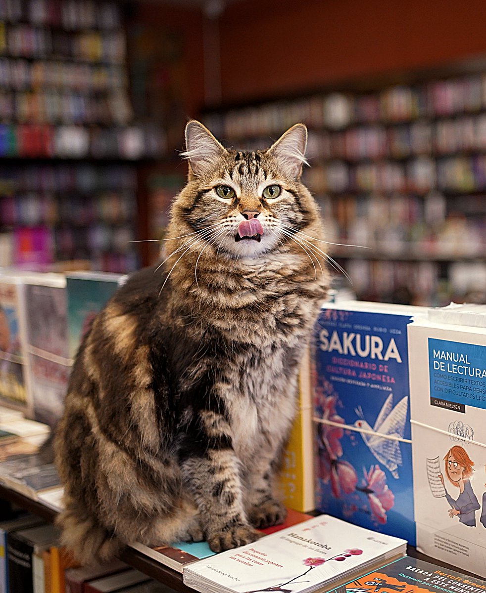 elvirreylibros's tweet image. Hoy es el Día del Gato ... y Antonio lo sabe.