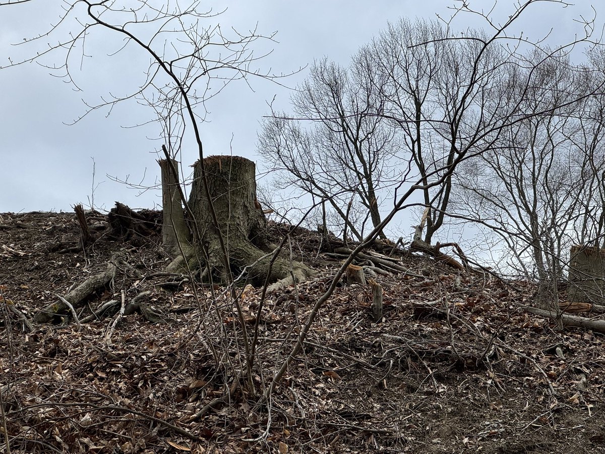 TreeCleveland tweet media