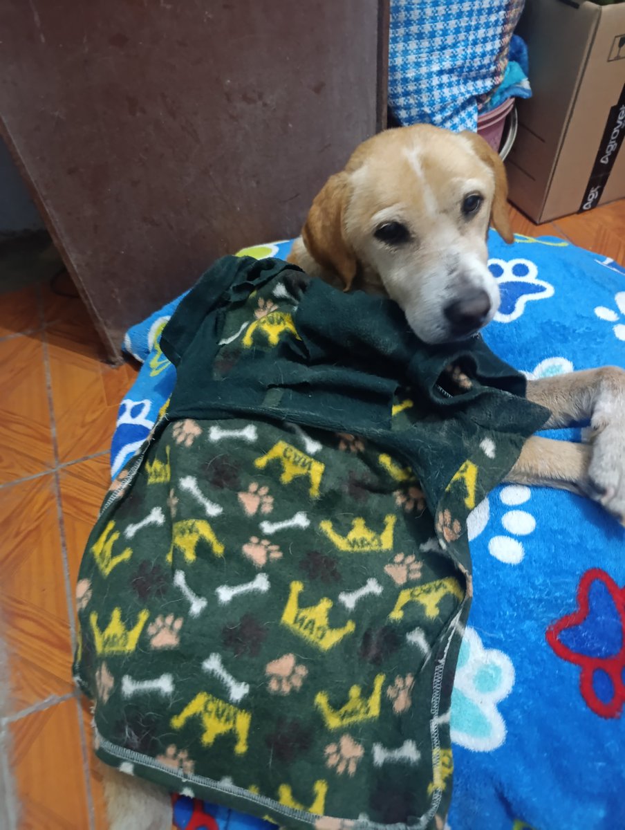 Prisci105's tweet photo. Ayer operaron a Ducke y, gracias a Dios, la cirugía salió muy bien 🐾💕. Estoy muy agradecida por todo el apoyo y las muestras de cariño que nos enviaron...🙏 https://t.co/SBAOxU4klj
