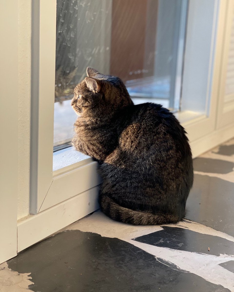 It's purr-haps the best day of the month—#InternationalCatDay! Give your fur baby some love in the comments. 🐱💛