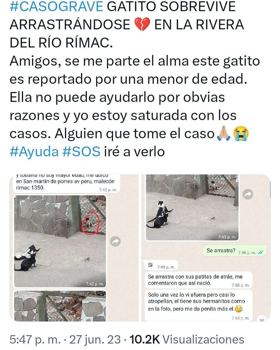 _arlettesalazar's tweet photo. DIA INTERNACIONAL DEL GATO😿💗
Te gustaría ayudar a #Misky? Ella es una gatita con discapacidad congénita, solo debe tener calidad de vida, fue rescatada en rivera del Río arrastrándose con 3 meses. Usa pañales, ecaderm, pañitos húmedos
🙏🏼Yape/plin 934962128 Jaquelyn Salazar #RT https://t.co/WTRiV2PnGX