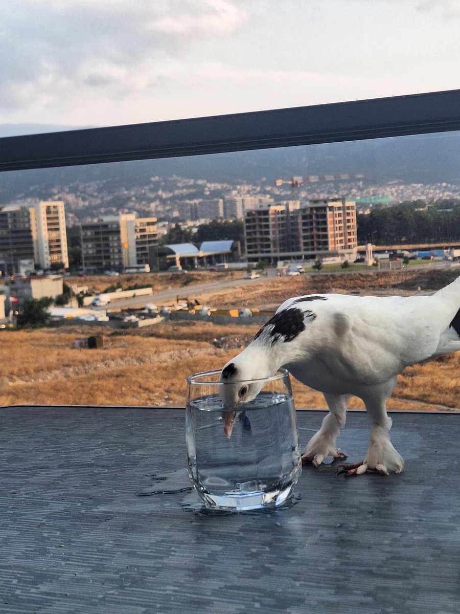 duendesoul's tweet photo. Bi geldik, balkonumuzda böyle bir şey, minik bir ziyaretçii ahh yerimm🤍 https://t.co/tP6KdqDCD8