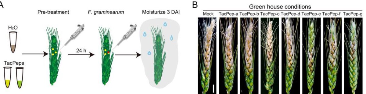 The metacaspase–Peps–PEPR immune module confers resistance to Fusarium head blight in wheat (Yifan Dong , Qi An , Yi He , Yue Zhang , Ge Guo , et al) doi.org/10.1093/plcell… #PlantSci <a href="/ASPB/">ASPB</a>