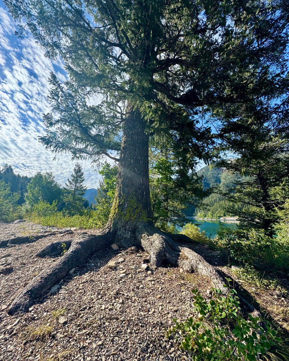 TetonAIM's tweet image. Dr. Mel DEFINITELY stopped to have brunch with the locals about 8 miles into her morning 16-mile run. Swipe to the last picture to find out exactly who those locals are. 🤩 🏃‍♀️

#tetons #moose #starvalley #jacksonhold #wyoming #acupuncture #IntegrativeMedicine #trailrunning