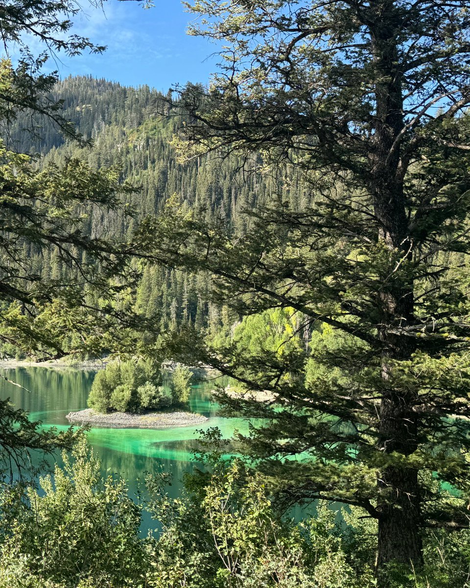 TetonAIM's tweet image. Dr. Mel DEFINITELY stopped to have brunch with the locals about 8 miles into her morning 16-mile run. Swipe to the last picture to find out exactly who those locals are. 🤩 🏃‍♀️

#tetons #moose #starvalley #jacksonhold #wyoming #acupuncture #IntegrativeMedicine #trailrunning