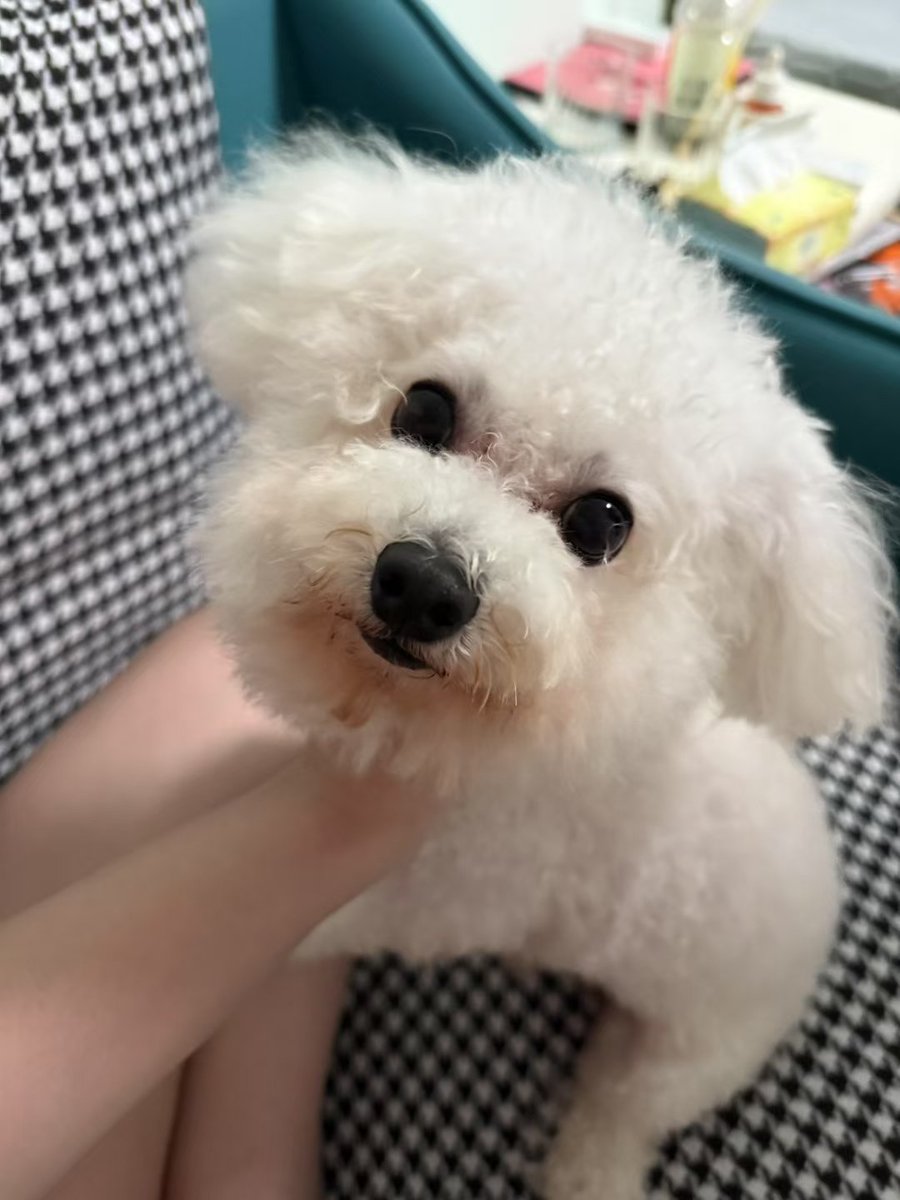 我的小狗呢？