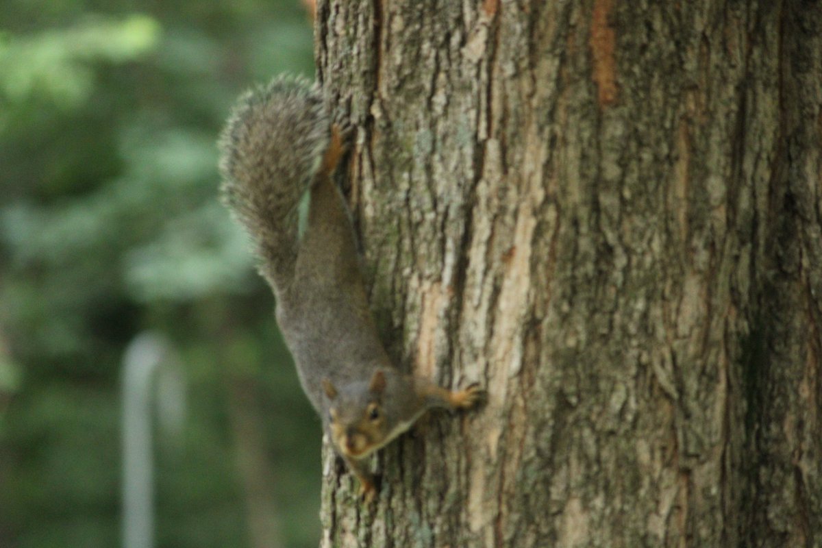 cowtown mo sports 🇬🇾 tweet media