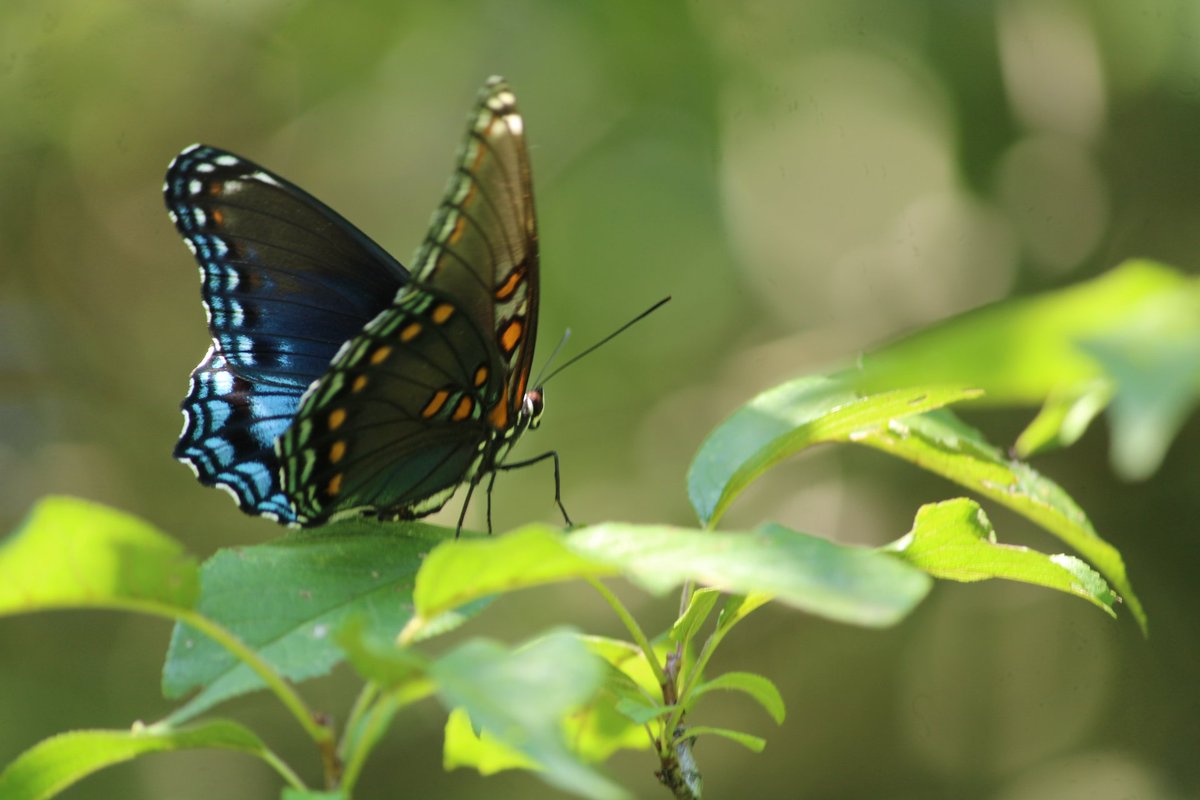 cowtown mo sports 🇬🇾 tweet media