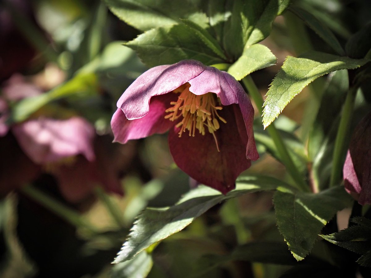 PEKHTography's tweet photo. Hellebores: the ultimate cold-weather superheroes 🌟❄️🌸 #FlowerPowerHour
#Hellebore #Flower #Pink #Garden #Nature #Blooming #Floral #Botany #Gardening #Green #Petals https://t.co/ifw0ntzHtJ