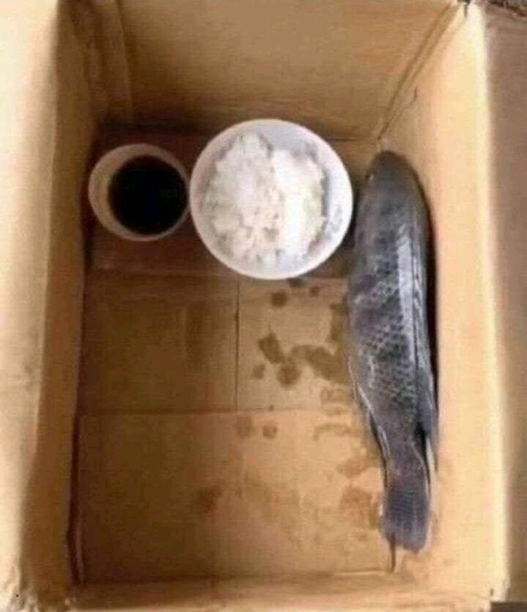 Jotadeveloper's tweet image. My fish hasn&apos;t been eating lately, does anyone know what it could be? 😔