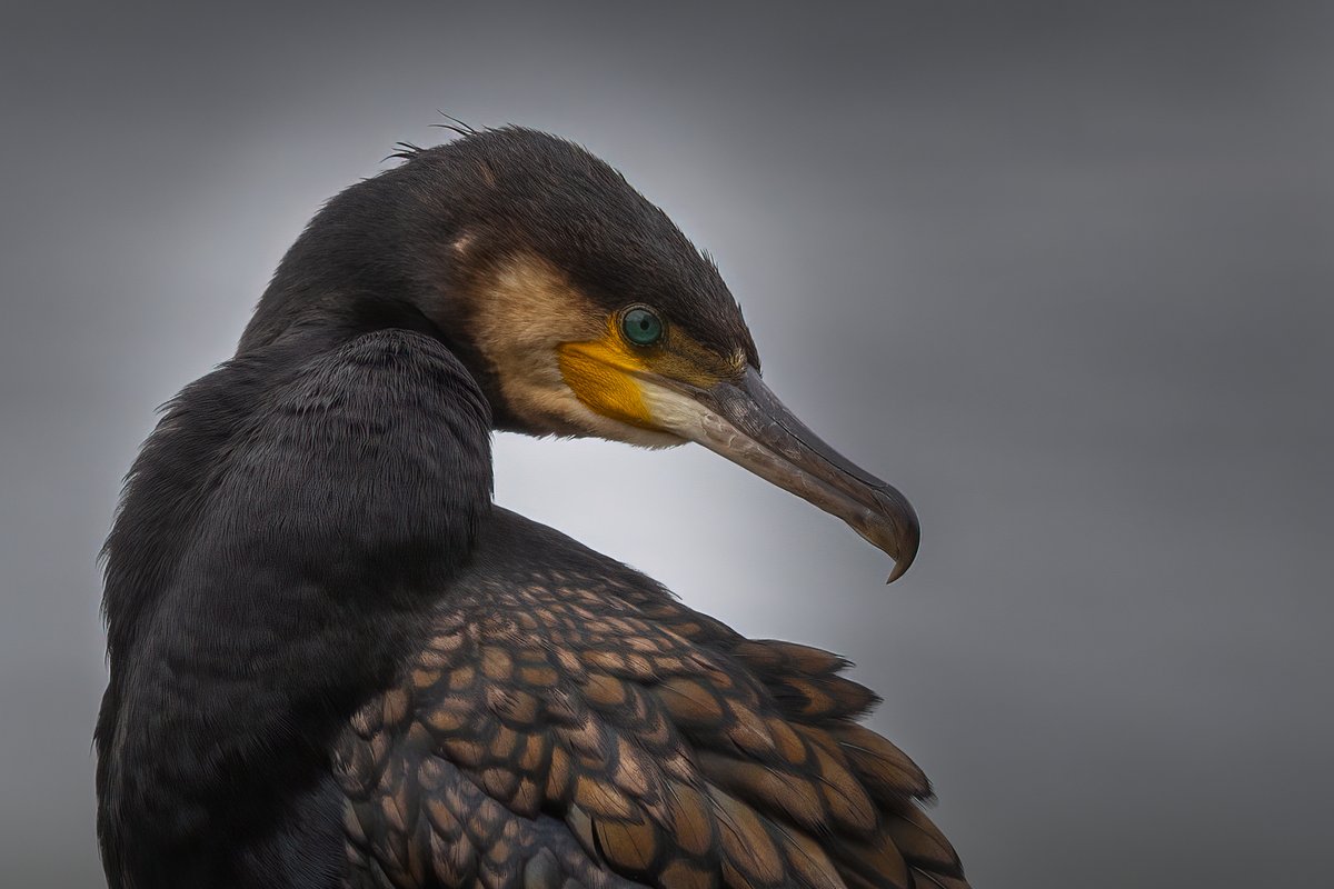 Cormorant....on local pond