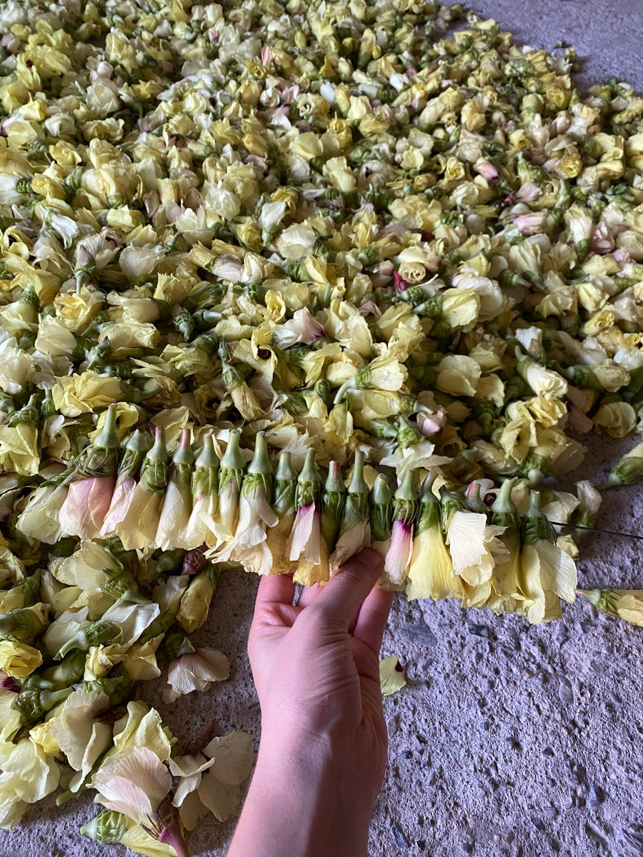 💫Taşova'nın Sarı Altını İçin Hasat Zamanı💫
En kaliteli ürünleri tarladan sofranıza getiriyoruz. 
Sipariş için DM yoluyla bize ulaşabilirsiniz 📩
#bamya