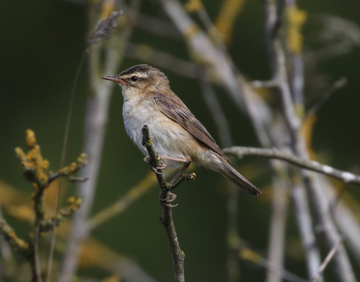 First Clouded Yellow on the patch  (or in the UK ) since my last 13 years ago !
Best of the birds 5 Willow Warbler and a Lesser Whitethroat new in.
2 Greenshank and a Common Sandpiper.
#PatchBirding #PaullHolmeStrays
