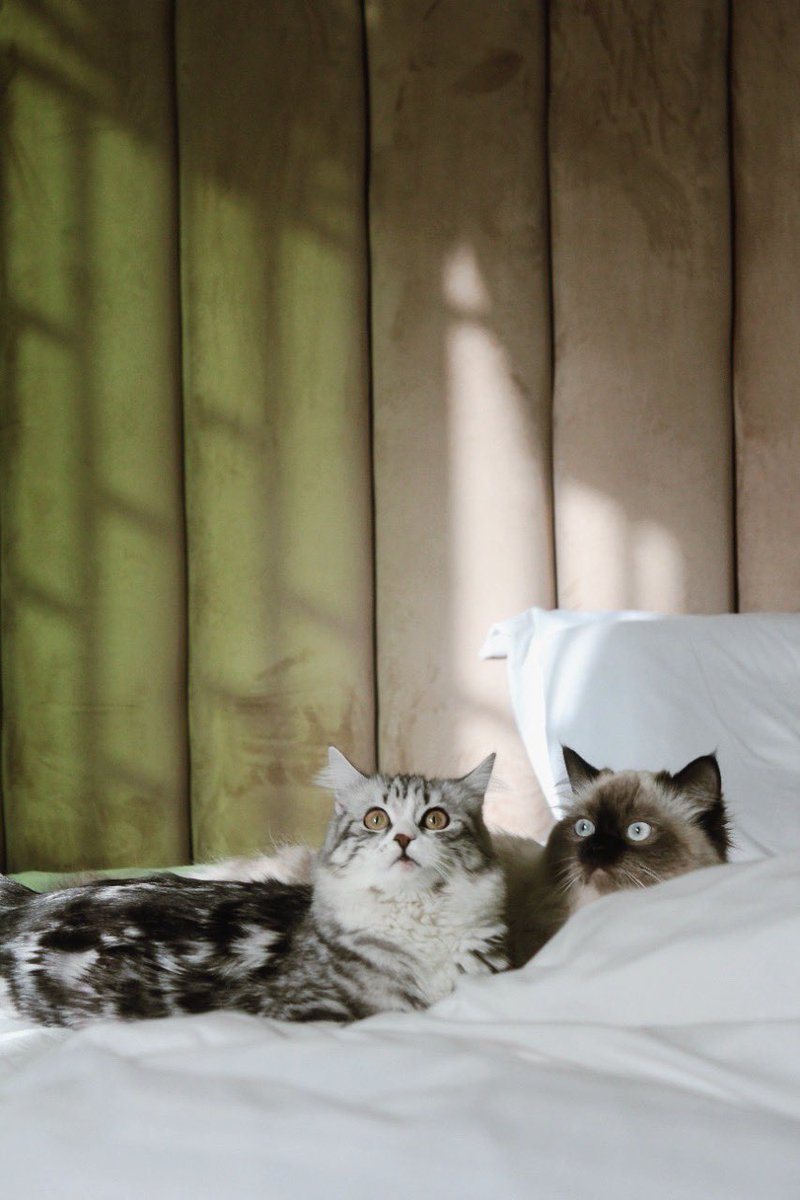 9iil_e's tweet photo. أحتفظ بالعالم على هيئة فراءٍ صغيرة، وطمأنينةٍ تموء.
Happy International Cat Day! 🐾 https://t.co/R4QhpZTgy6