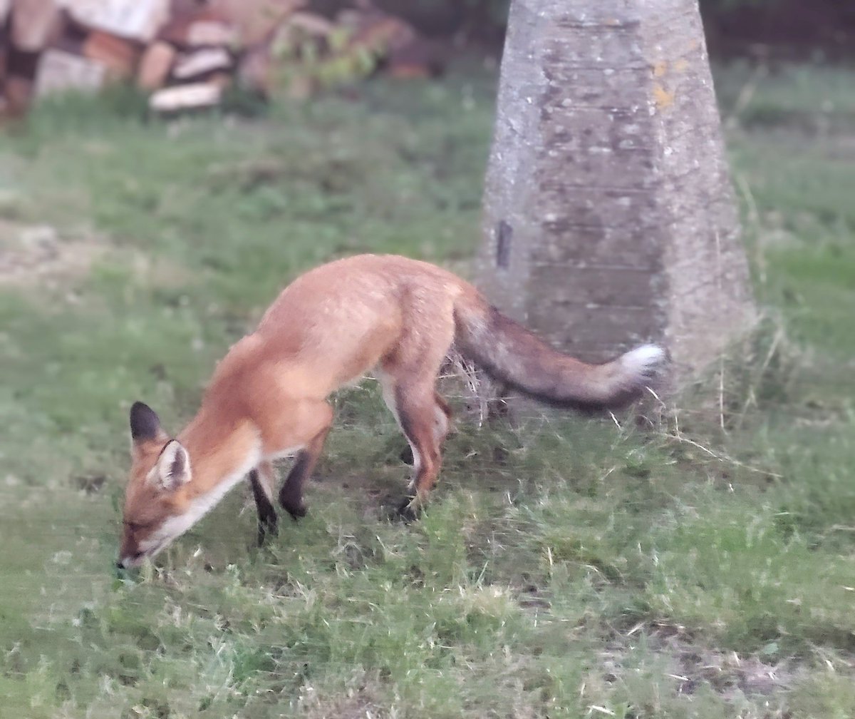 RigdenDebbie's tweet image. Two of this year&apos;s fox cubs came to visit the garden this evening 🦊🐾
#foxcubs #redfox #fox #wildanimals #gardenwildlife #nature #wildlife