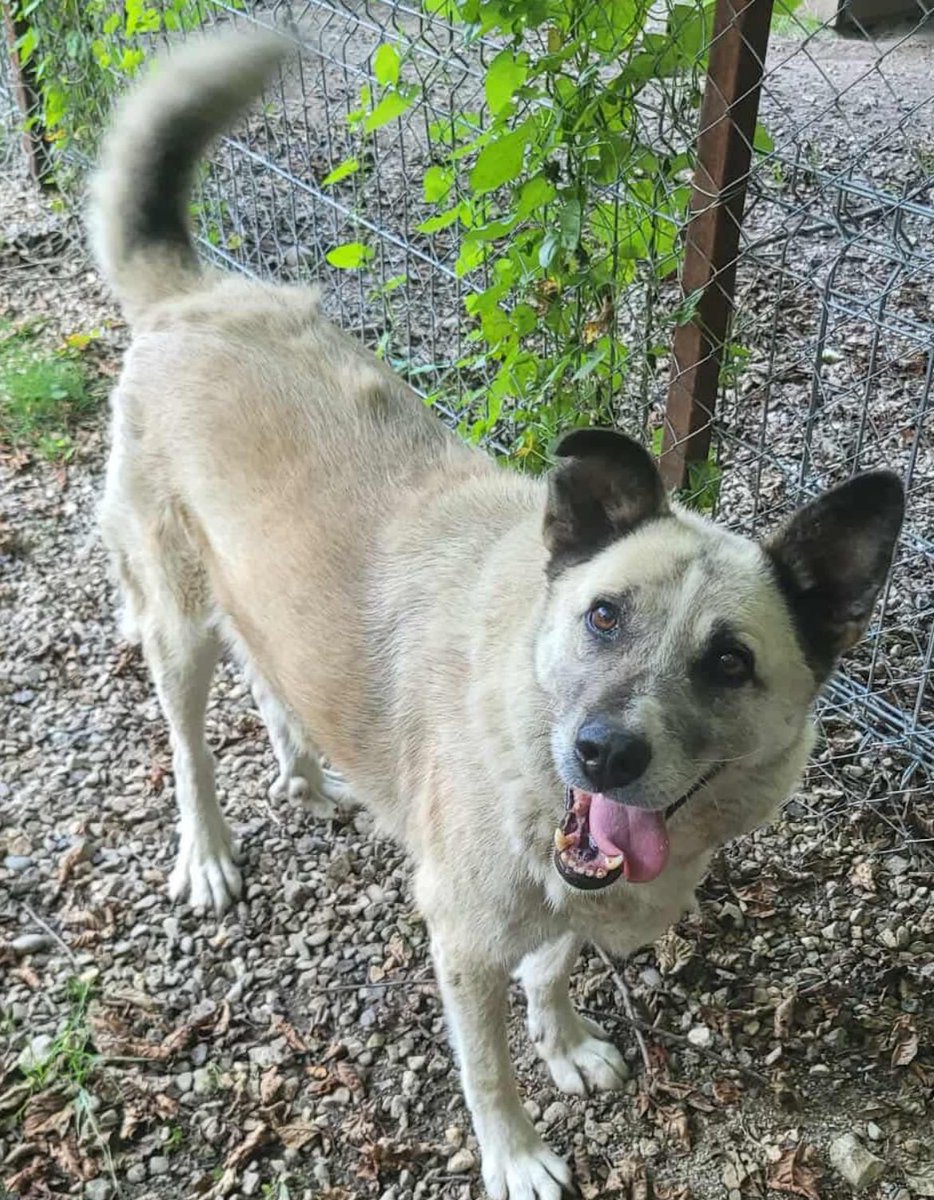 💔 1,572 Days and Still No Home… Can You Be the one for Rufus? 💔

🐶 9 years old – playful, alert, and full of life
🤍 Gets along well with other dogs and older kids
🐱 Can be cat tested
💛 Kind, gentle, affectionate and deeply loyal

Apply: pawprints2freedom.co.uk/apply