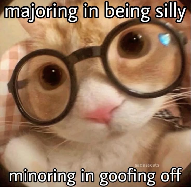 cats being cats (@catsbeiingcats) on Twitter photo 