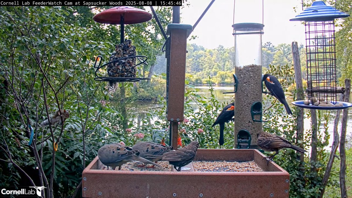 15:45, 8/8    Squirrel seems to have designs on the feeder platform .....   #cornellfeeders