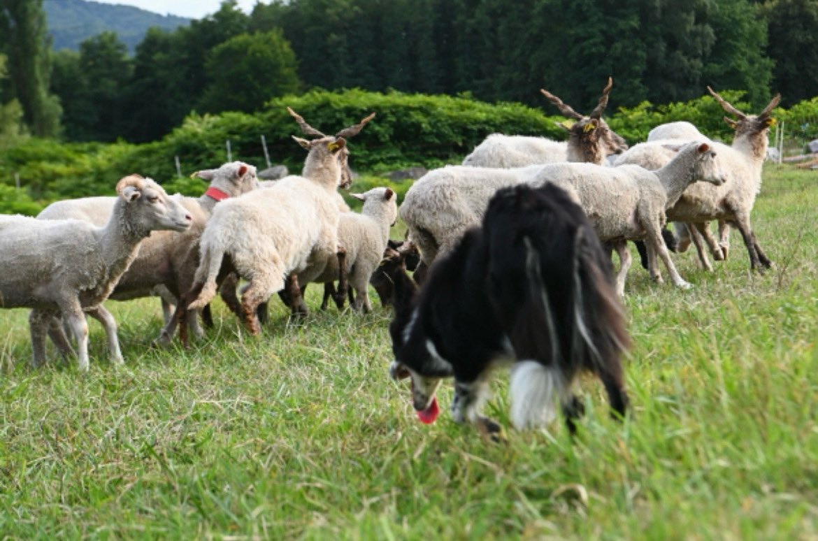 Journal d’un maire de campagne 

🐑🐐Présentation tous les mercredis à 18h du travail du berger. 

🗞️ Découvrir l'entraînement de chiens de troupeaux avec des bergers dna.fr/culture-loisir…