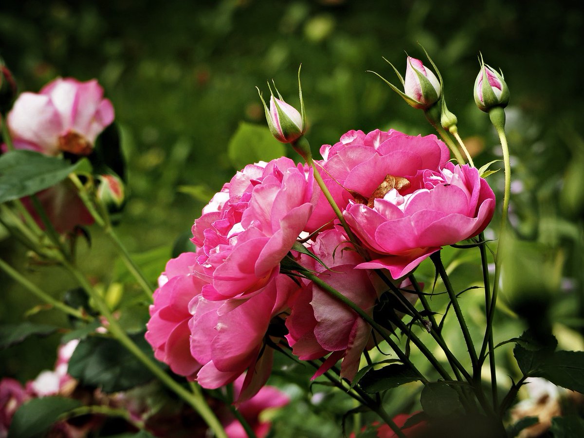 PEKHTography's tweet photo. The sweet scent of roses fills the air ๐น๐ง. A beautiful reminder of nature's beauty! #RoseScent
#rose #flowers #pink #garden #nature #beauty #bloom #floral #lovely #green #blossom #summer https://t.co/LCKqrLTweS