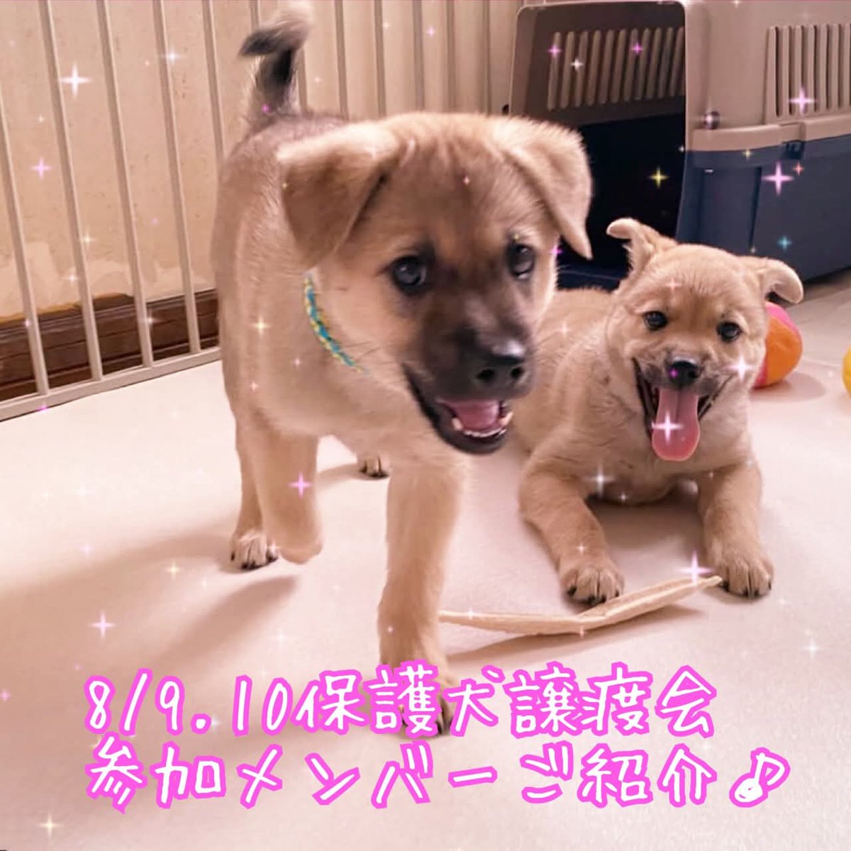 mkikin1's tweet photo. 📣保護犬猫譲渡会📣

参加メンバーご紹介①

ジョイフルエーケー屯田店に会いにきてねー💖
by参加メンバーず

🍀詳しくはこちら
https://t.co/ygyP4xz4OK

🍀日程はポスターをご覧ください

#ジョイフルエーケー 
#譲渡会 
#保護犬 #里親 #雑種
#保護猫 #ニャン友ねっとわーく北海道 
#北海道 #札幌 https://t.co/vhfwVg15FT