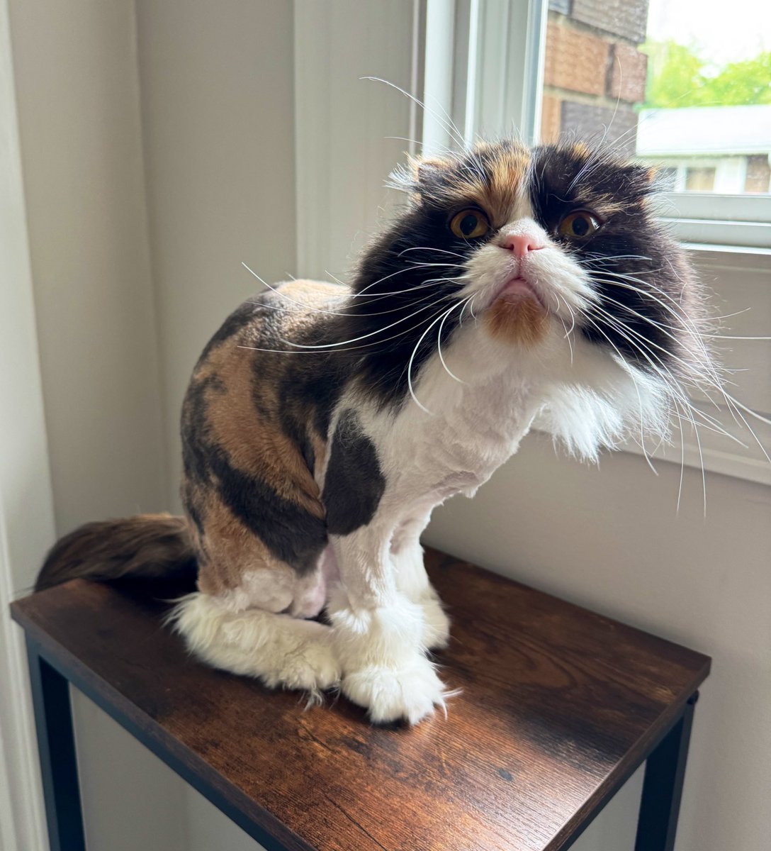 Bea says Happy #InternationalCatDay… and yes, she is filing a formal complaint about this haircut.