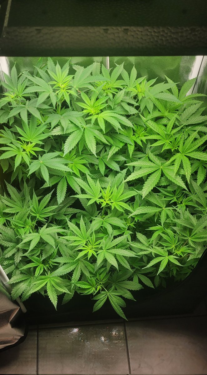 CIAGENETICS's tweet image. Tudo verde por aqui! E por aí? 🌱✨️