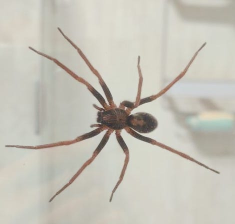 Hola <a href="/Arachno_Cosas/">Soy aracnólogo, pregúntame lo que quieras</a> esta belleza apareció en mi casa, ¿me tengo que mudar? 😂