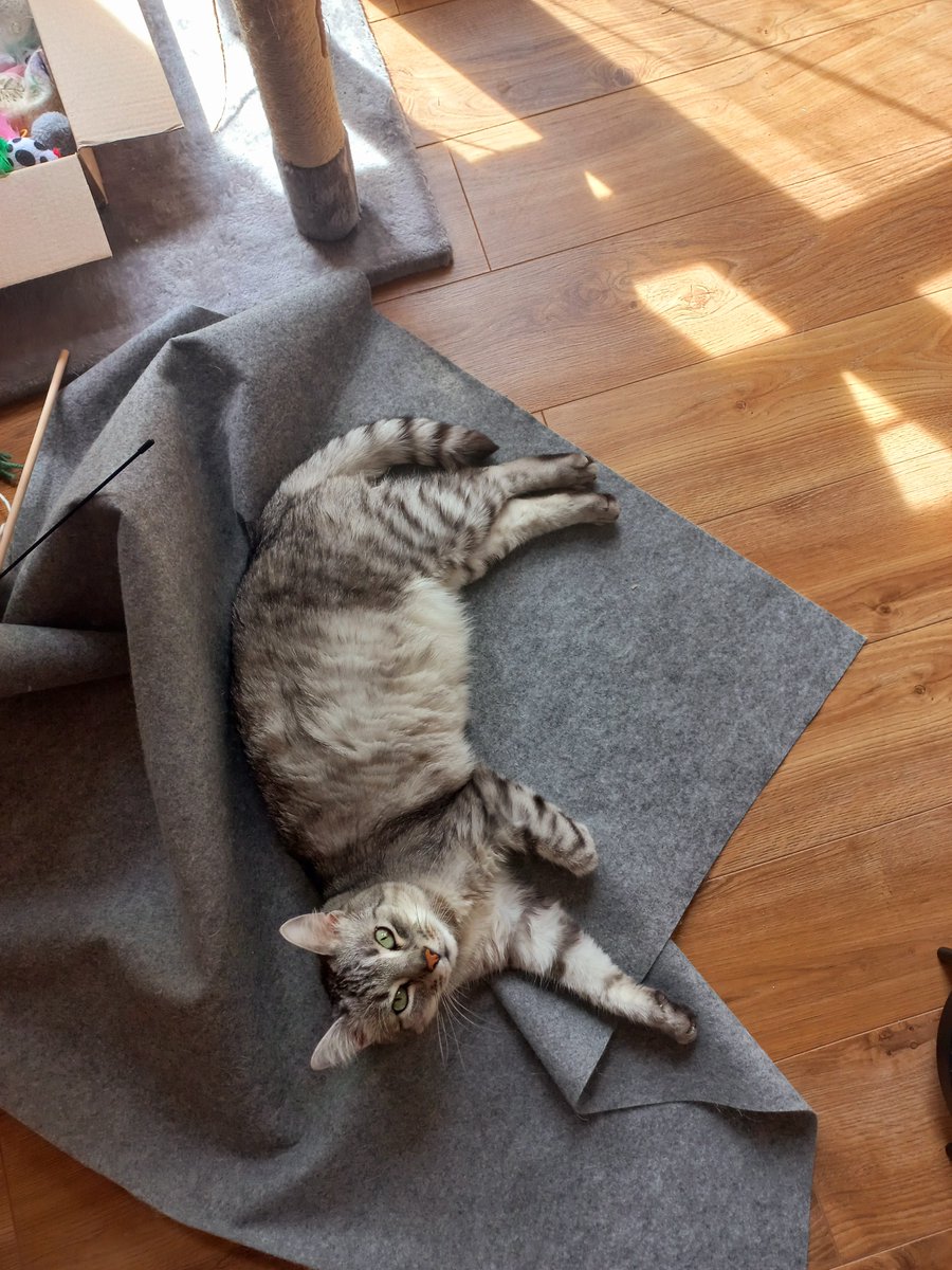 1NCE_IoT's tweet image. 🐾 Meet some of the hidden MVPs of 1NCE — our amazing employees’ pets! 

💬 Who’s your work-from-home buddy? Share a photo or story of your pet keeping you company while you work!

#1NCEFamily #PetsAtWork #WorkFromHomeBuddies #TeamPawsitivity #PetLove #RemoteWorkJoy