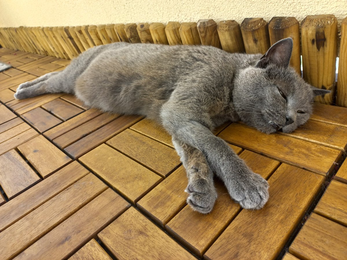 1NCE_IoT's tweet image. 🐾 Meet some of the hidden MVPs of 1NCE — our amazing employees’ pets! 

💬 Who’s your work-from-home buddy? Share a photo or story of your pet keeping you company while you work!

#1NCEFamily #PetsAtWork #WorkFromHomeBuddies #TeamPawsitivity #PetLove #RemoteWorkJoy