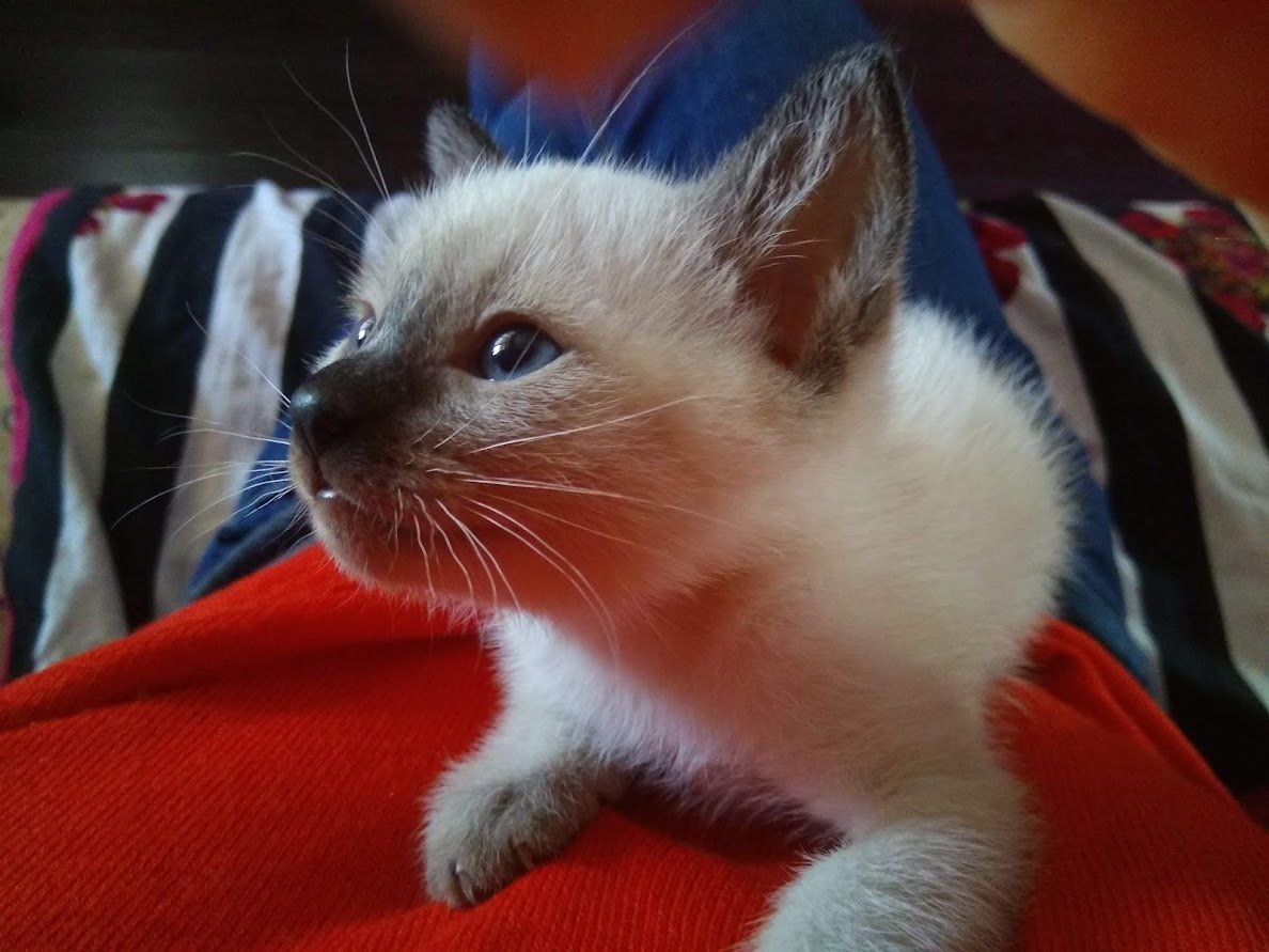 1NCE_IoT's tweet image. 🐾 Meet some of the hidden MVPs of 1NCE — our amazing employees’ pets! 

💬 Who’s your work-from-home buddy? Share a photo or story of your pet keeping you company while you work!

#1NCEFamily #PetsAtWork #WorkFromHomeBuddies #TeamPawsitivity #PetLove #RemoteWorkJoy