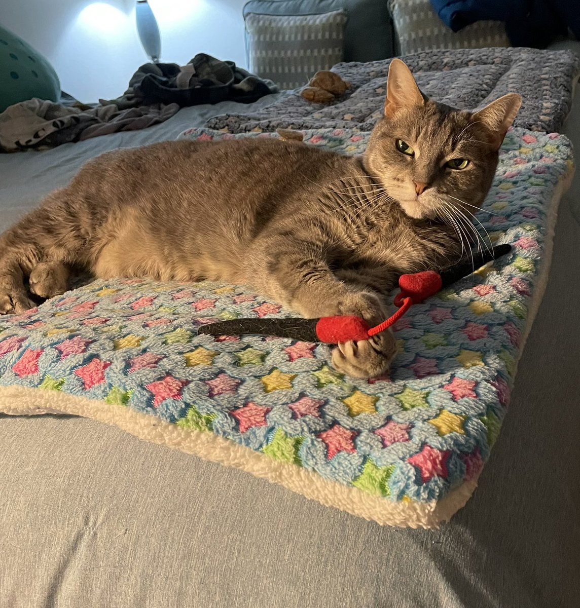 amy_grech's tweet photo. Thanks to everyone who has contributed so far—Sabrina is eternally grateful! 🙏🏻 https://t.co/gDqho0OMFi #BookBoost #CatsofTwittter #CatsOnX #HelpFolksLive2025 #HorrorCommunity #InternationaCatDay #PoetryCommunity https://t.co/vwy7dJT5jn